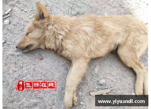狗狗口吐白沫，四肢抽搐，翻白眼？(狗浑身发抖站不起来还翻白眼，就像是抽了，一会就好没多长时间还犯希望有经验的朋友帮下，谢谢？)
